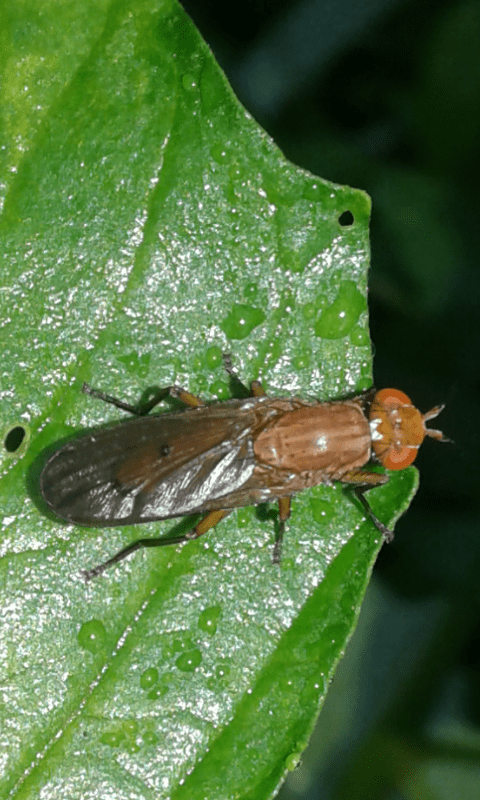 Opomyza sp. (Opomyzidae)?   No, Sciomyzidae:  Tetanocera cfr. ferruginea